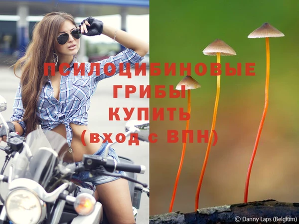 крисы Белокуриха